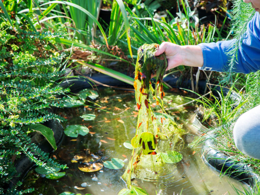 How to get rid of blanketweed in a pond