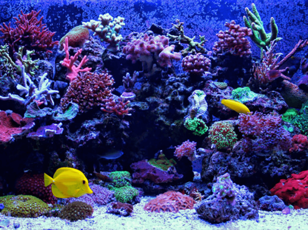 Why are my corals dying?