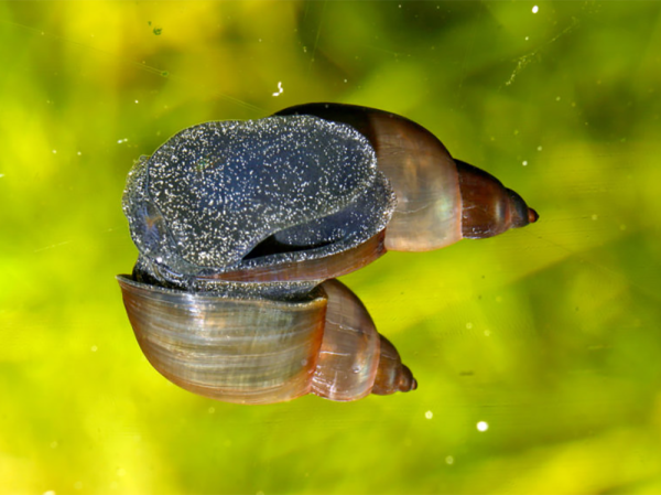 How to get rid of aquarium snails