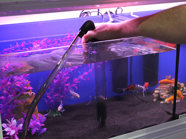How to clean your fish tank