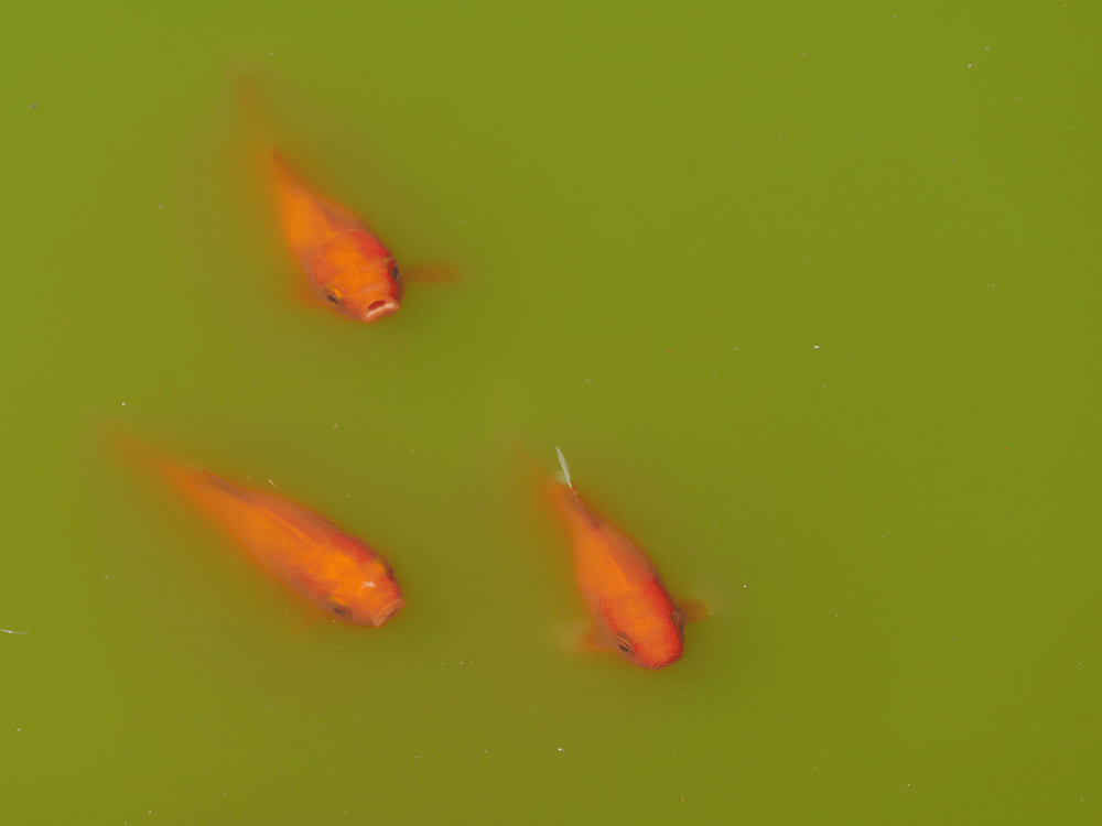 Pond Water Issues And How To Fix Them