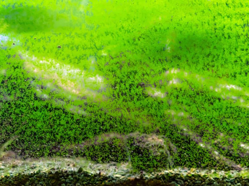 Why is my fish tank green?