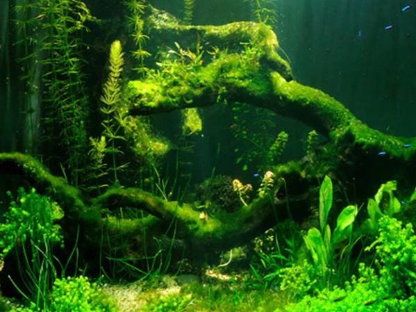 How to get rid of algae in an aquarium