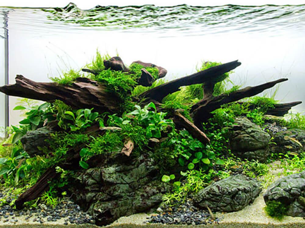 How to set up a planted aquarium without CO2