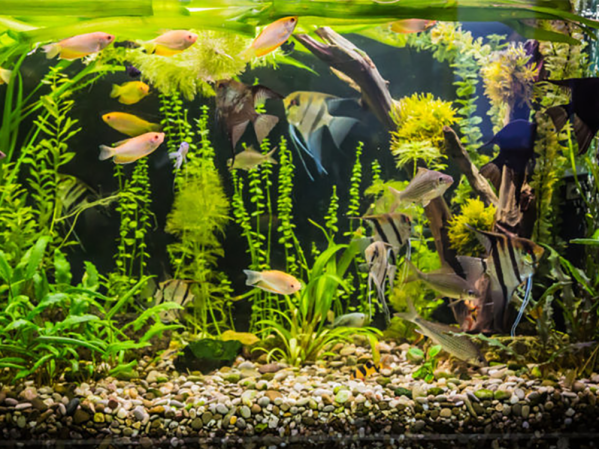 How to set up a tropical fish tank