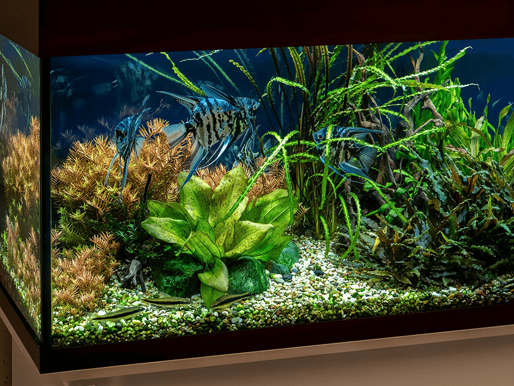 How To Set Up An Aquarium For Tropical Fish