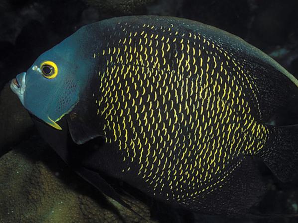 How to keep saltwater angelfish