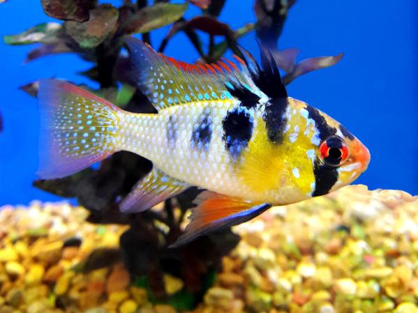 The 10 best dwarf cichlids for your aquarium