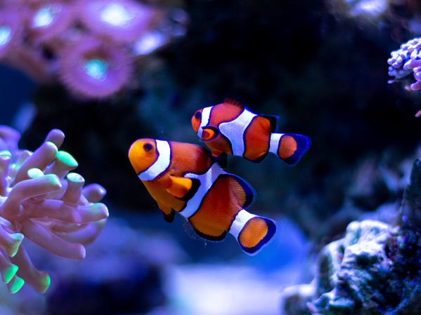 Caring for clownfish