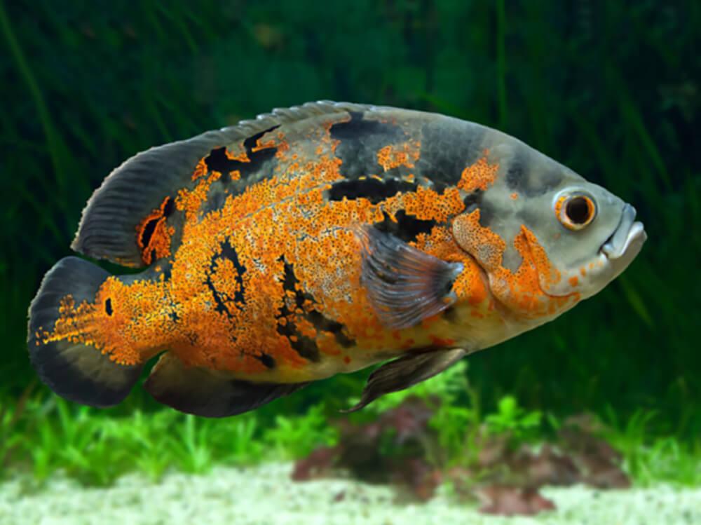 Personal experience: lessons from my tank