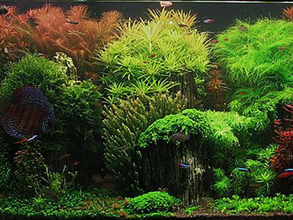How to plant aquarium plants Help Guides