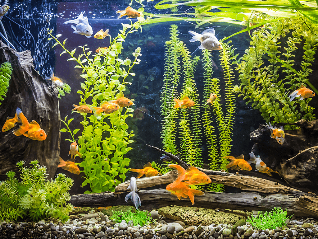 The Complete Guide To Coldwater Fishkeeping