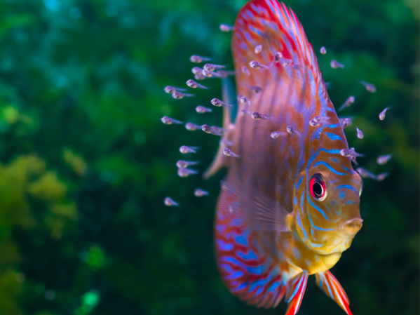 Best starter fish for your new aquarium