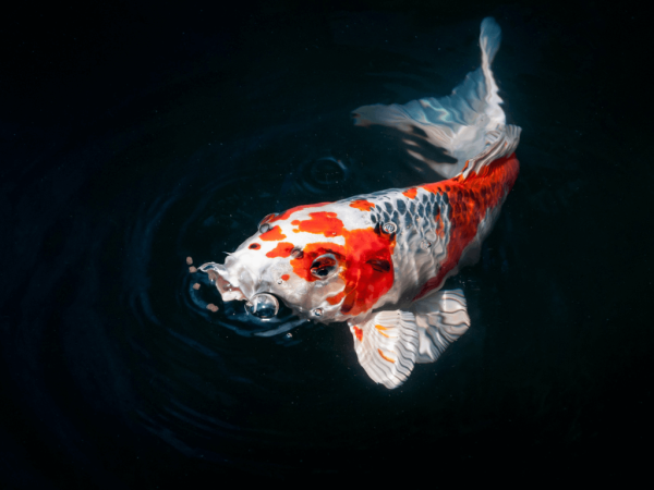 Everything You Need To Know About Swell UK Pond Fish Food