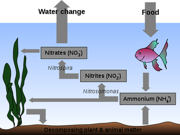 Nitrogen cycle: In layman's terms