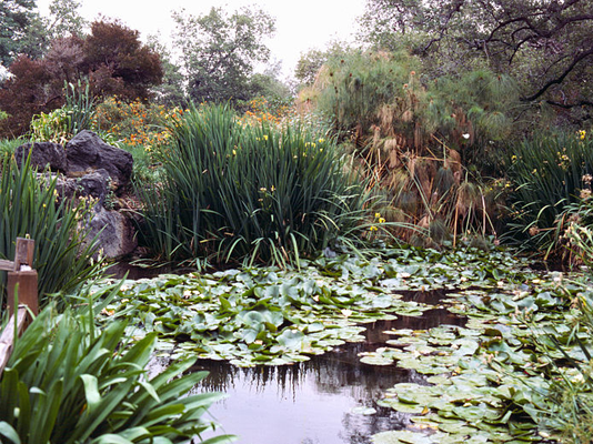 How to get rid of green algae in a pond naturally