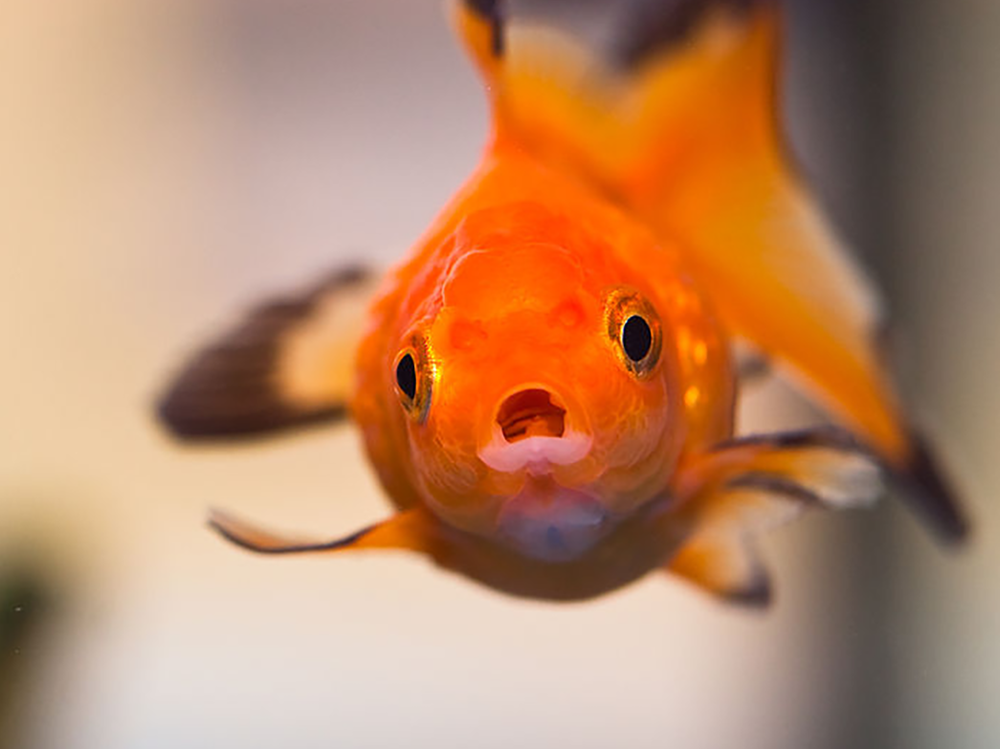 What to do with a dead fish