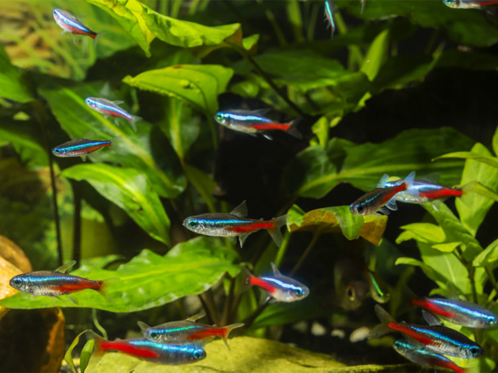 What causes low pH in an aquarium?