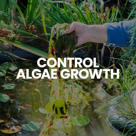 Control algae growth, shop pond treatments.