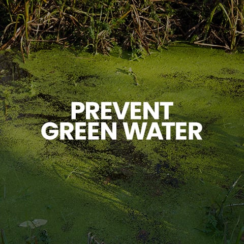 Click to shop pond treatments.
