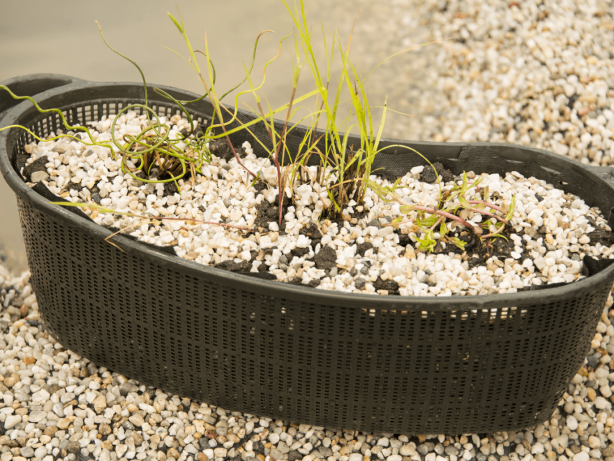 A plastic mesh basket is essential when it comes to planting pond plants. They hold your soil, plants and a capping layer of gravel.