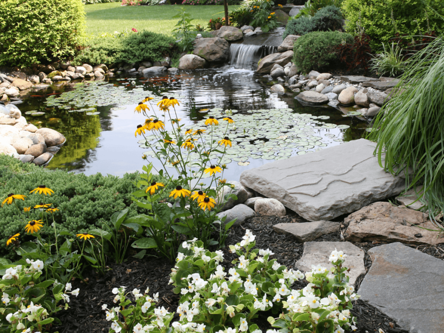 Plants make garden ponds look great and they offer a wide range of benefits.