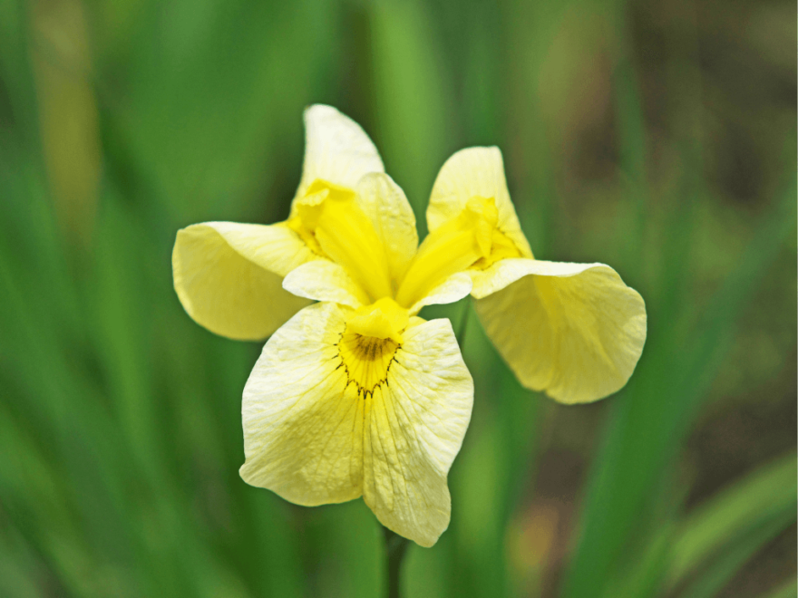 Yellow Iris are native UK plants, renowned for their vibrant flowers that bloom throughout summer.