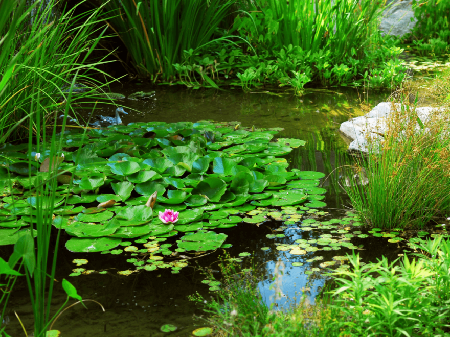 Floating plants are great at pulling out excess nutrients from your pond's water column.