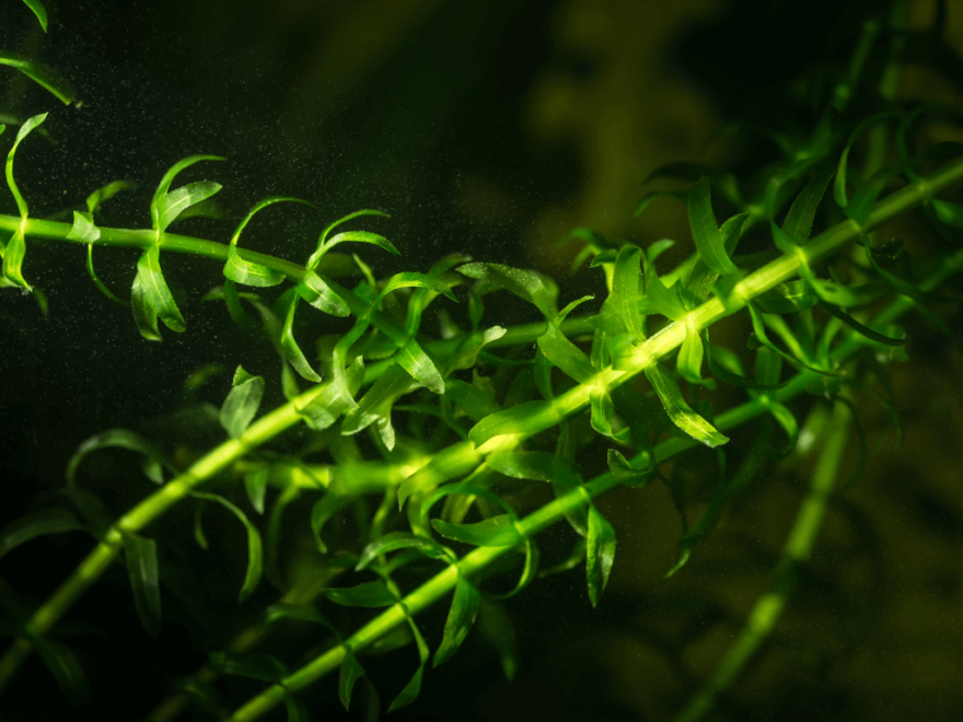 Elodea is a bright green, fast growing plant that's also popular in aquariums.