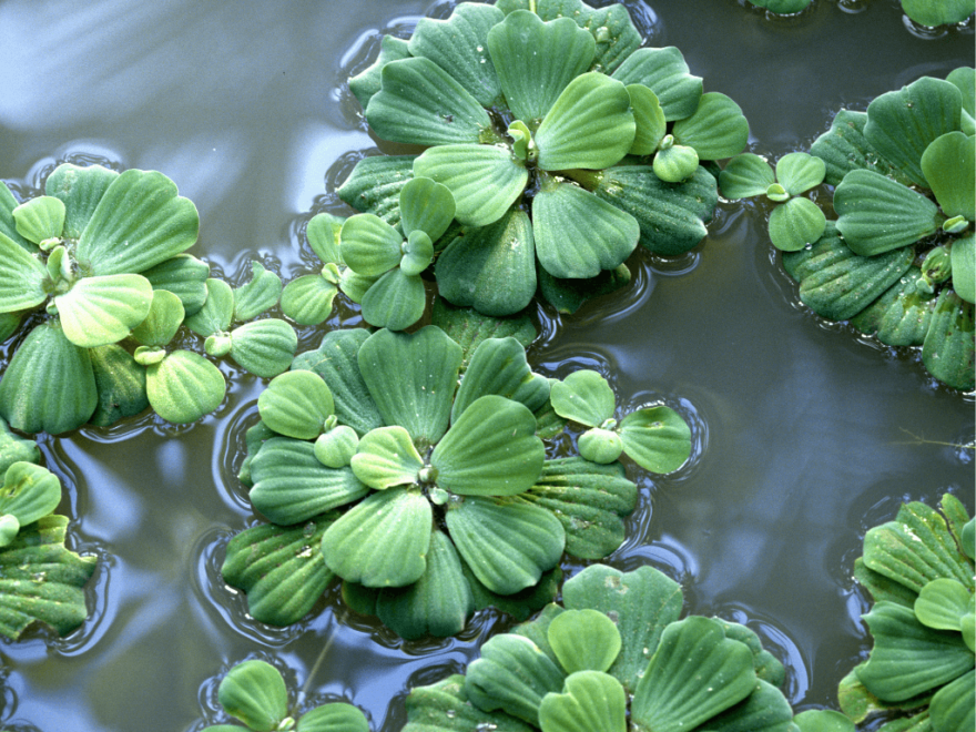 Water lettuce floats on the surface of your pond and grows very quickly.