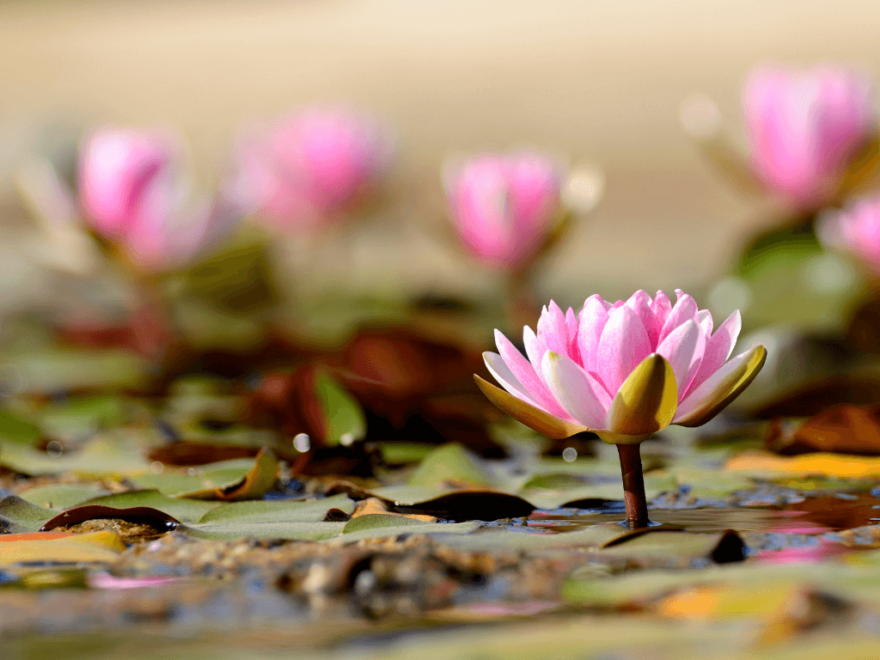 Waterlilies root into the substrate of your pond and send bright, colourful flowers to the surface. 
