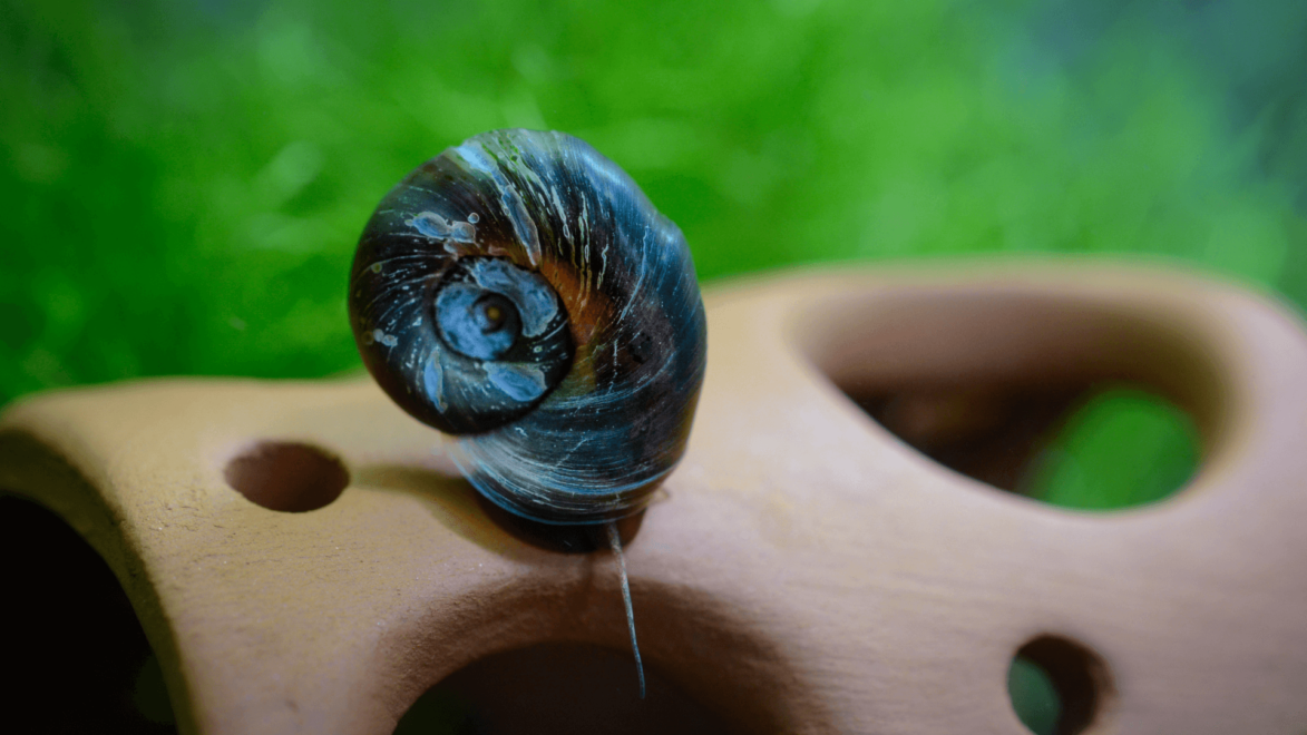 Ramshorn Snails come in a variety of colours and patterns