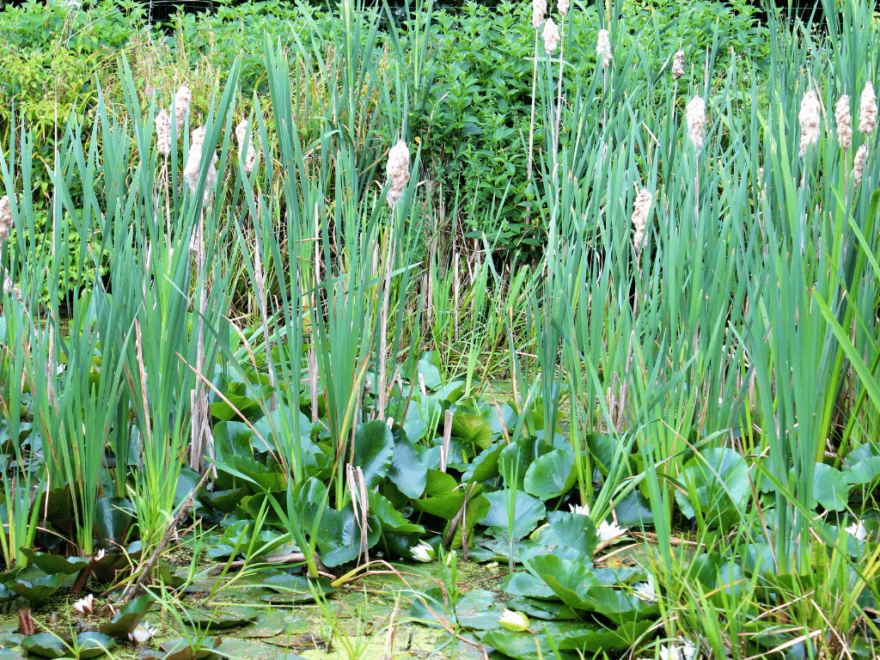 A lot of bog plants, like tall bulrushes, give garden ponds a very natural look.