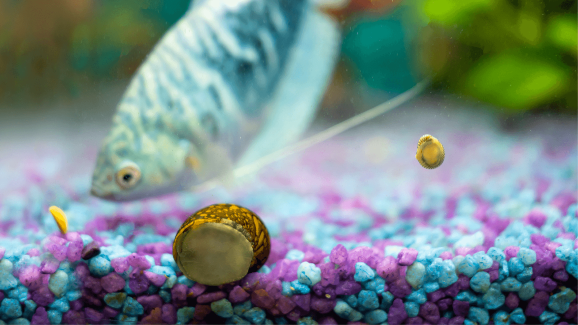Aquarium snails can live harmoniously with other fish, though be careful keeping them with known snail eaters like puffers, cichlids and loaches