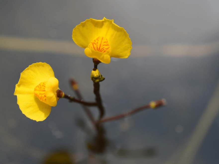 Bladderwort are beautiful plants, as well as great pest control.