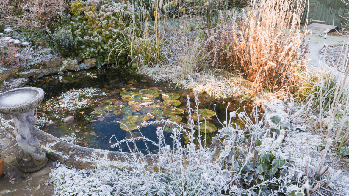 Some pond plants can withstand a harsh winter, others can't