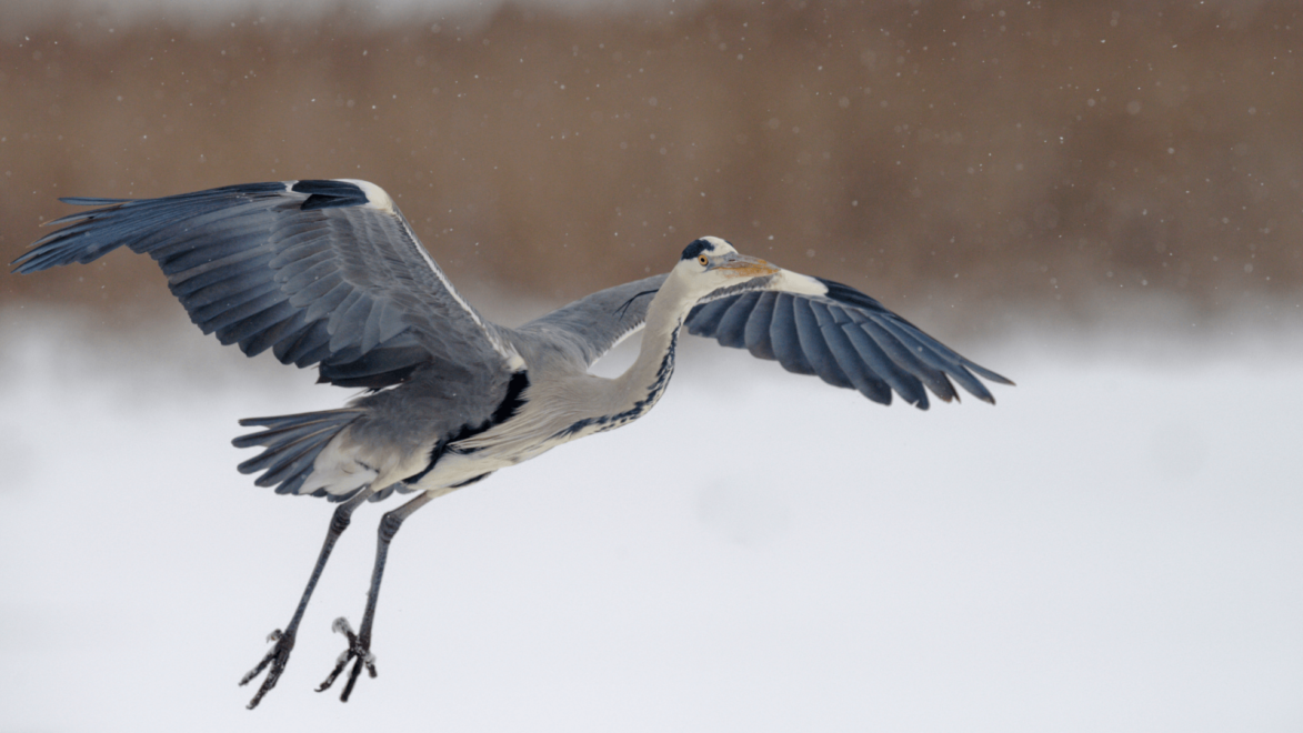 Herons are a big risk to your fish during the colder months
