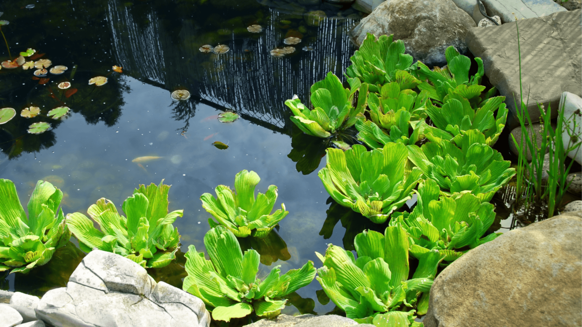 Pond plants are a great way to remove nitrates from your water