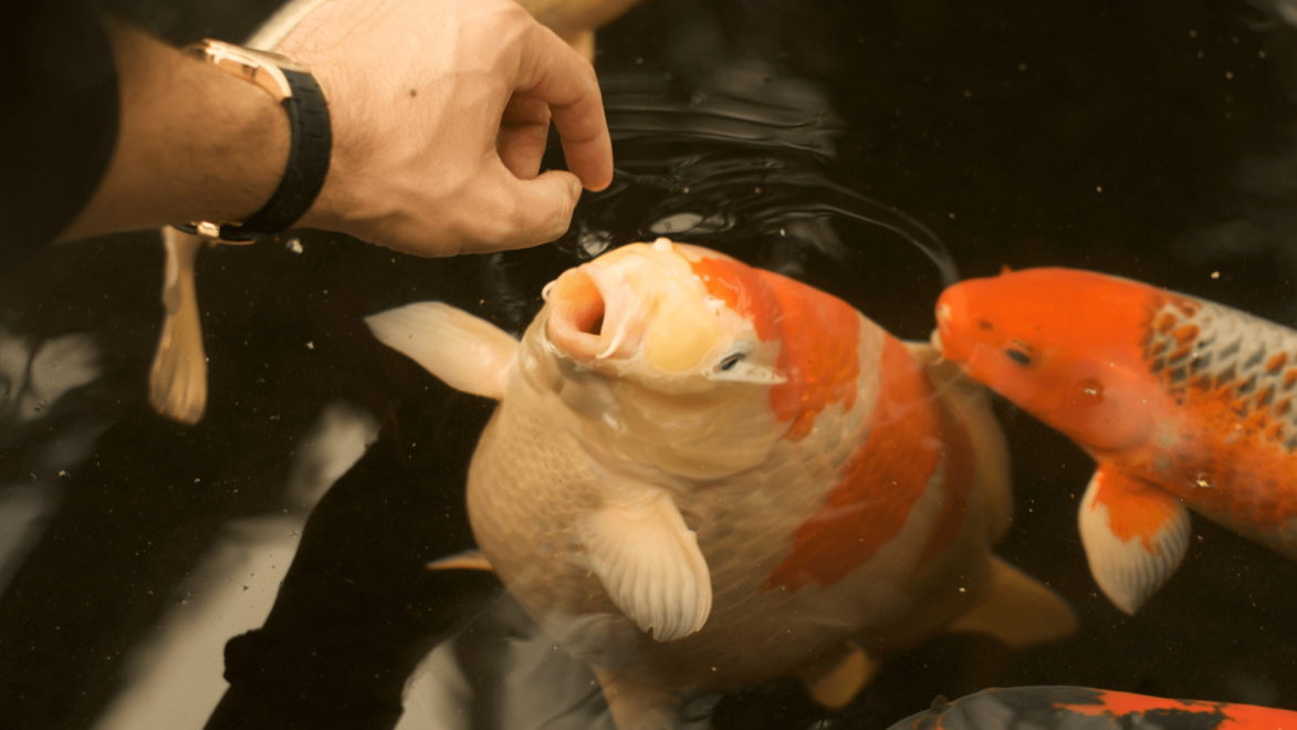 It's important not to overfeed your fish - it's always better to underfeed than overfeed!