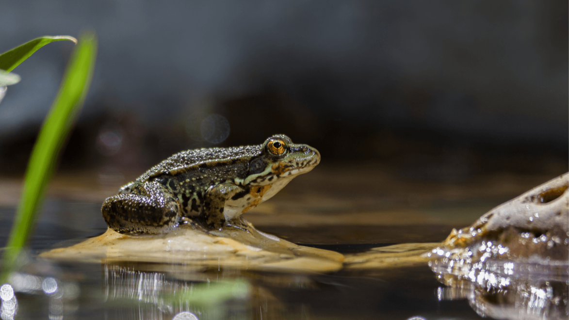 A healthy environment will attract all sorts of wildlife to your pond, including frogs.