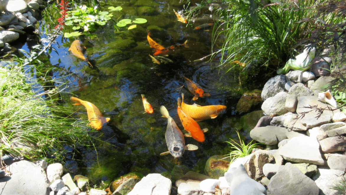 Koi can produce a lot of waste.