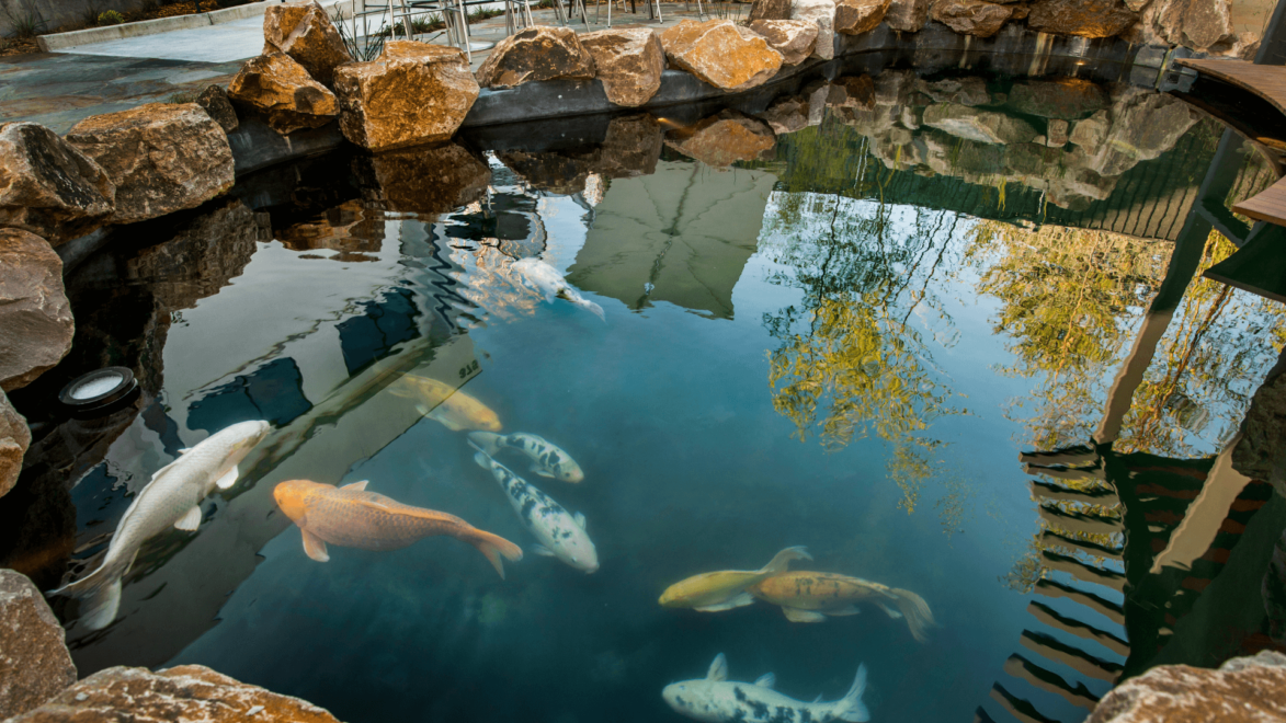 The size and style of your pond will ultimately dictate what kind of filter, pump, and/or liner is most suitable.
