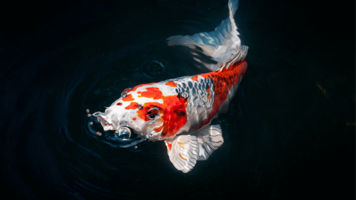 Koi Carp are the dream of many pond keepers, especially the expensive varieties.