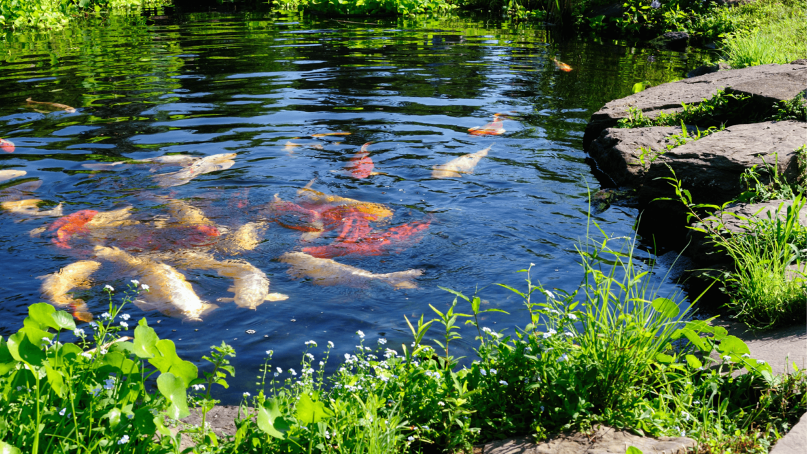 Koi Carp can grow quite large, so they need to be kept in ponds with large filtration systems.
