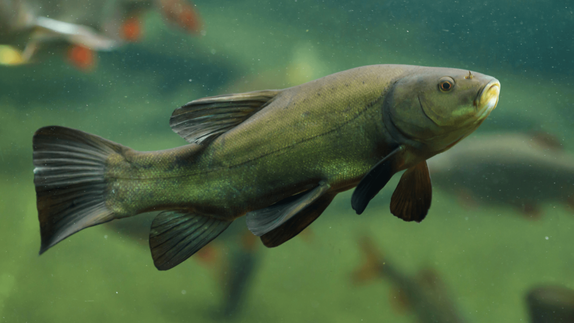 Freshwater fish native to the UK, like Tench, make great additions to large wildlife ponds.