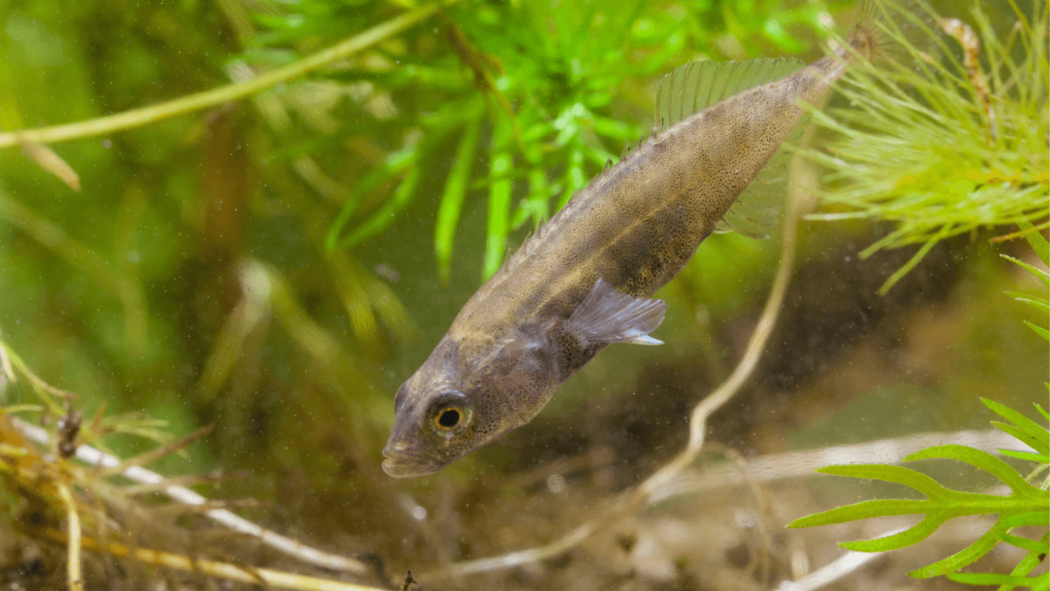 Stickleback are some of the smallest pond fish available in the hobby. They're great at eating mosquito larvae.
