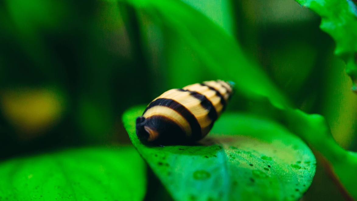 Assassin Snails are typically striped with a conical shell