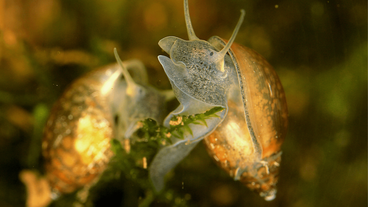 Bladder Snails reproduce very quickly, but they're great at eating decomposing plant material