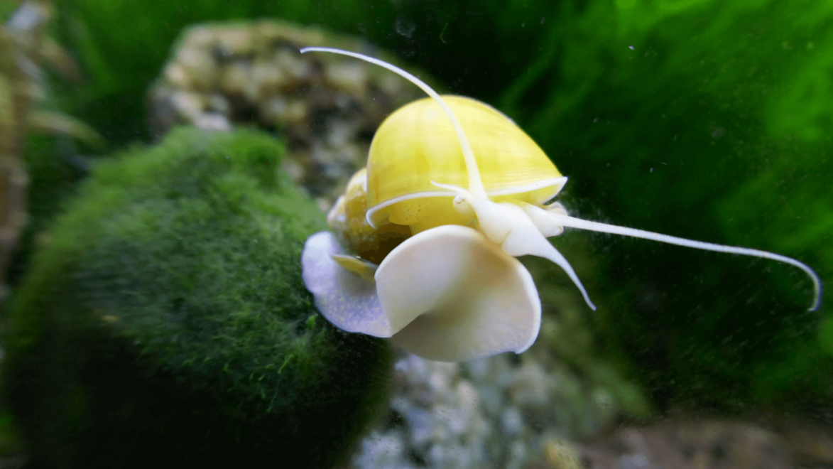 Mystery Snails are large with a fleshy foot and long tentacles