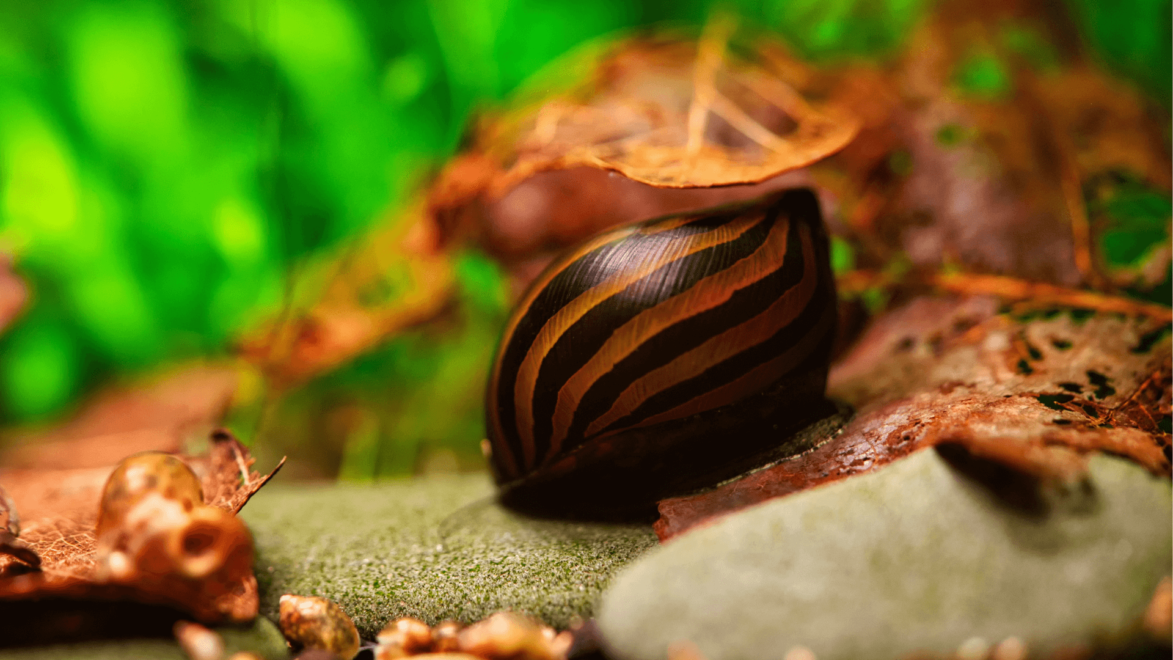 Nerite Snails are typically striped and are some of the best algae eaters in the hobby